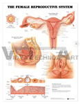 The Female Reproductive System Anatomical Chart